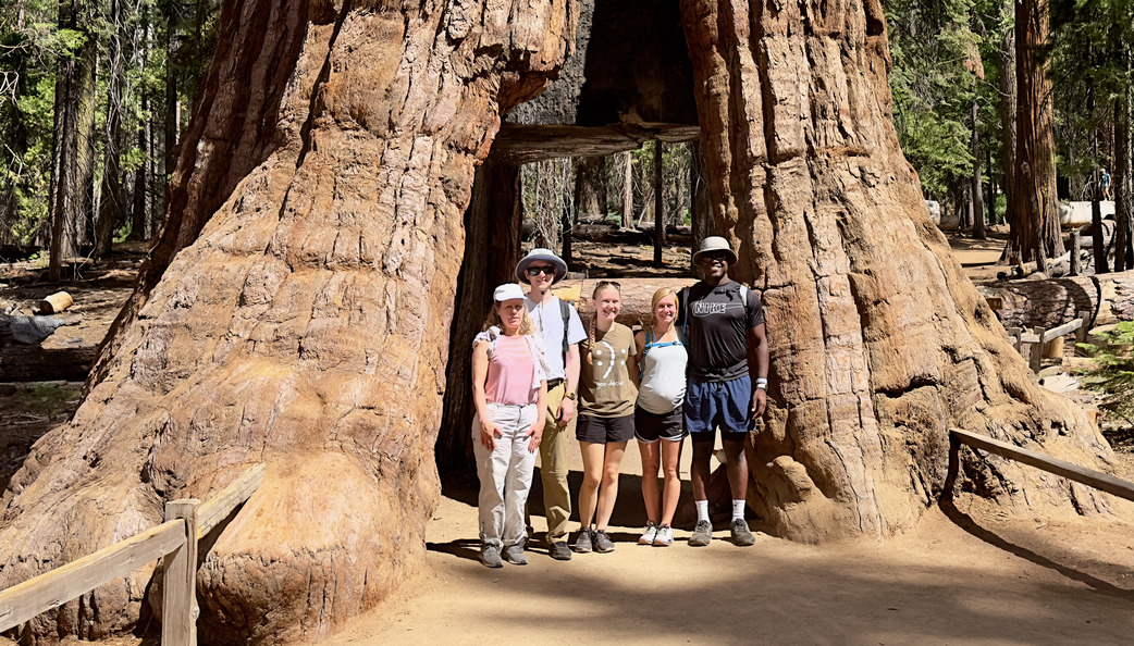 Inside a giant sequoia at Yosemite