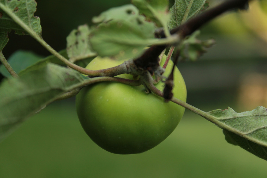 Close-up photo of our apple tree