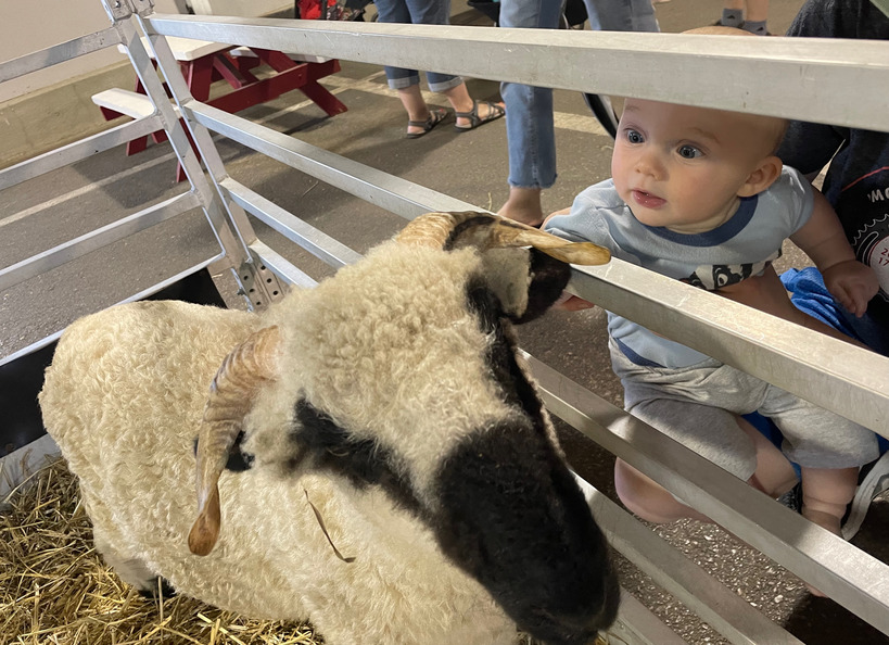 Steven enjoying sheep at the Indiana State Fair