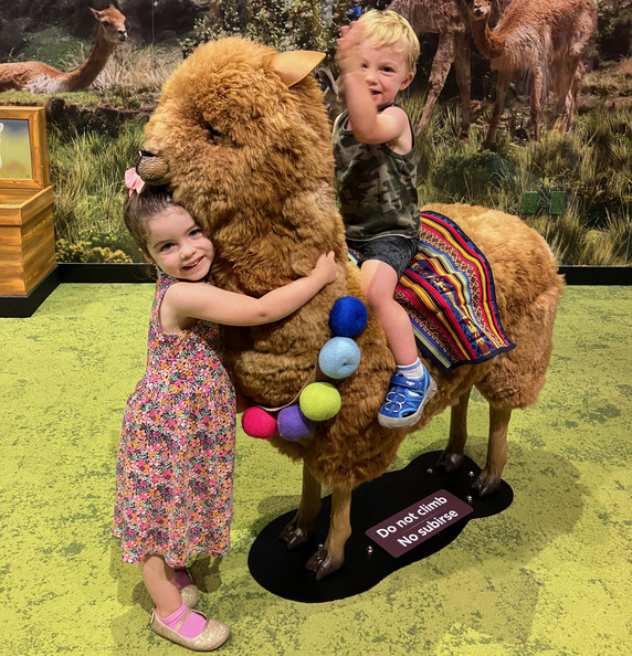 Grandma didn’t read the sign before putting Steven on the alpaca!