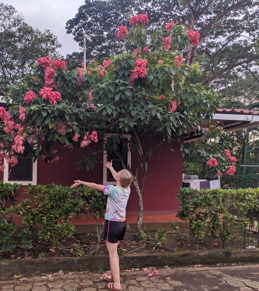 Admiring a Nicaraguan tree