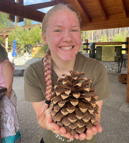 A giant pine cone at Yosemite